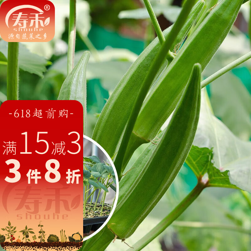 寿禾 秋葵苗寿光蔬菜苗四季阳台盆栽带土带叶发货菜苗 黄秋葵苗 6棵