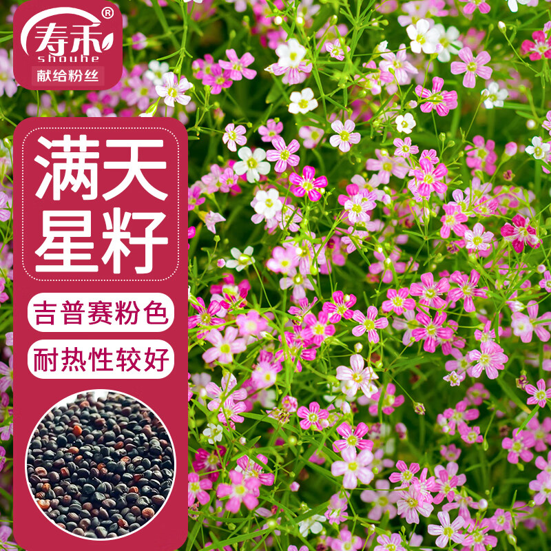 寿禾 满天星种子粉色四季易种花卉种籽 满天星种子(吉普赛粉色)3000粒