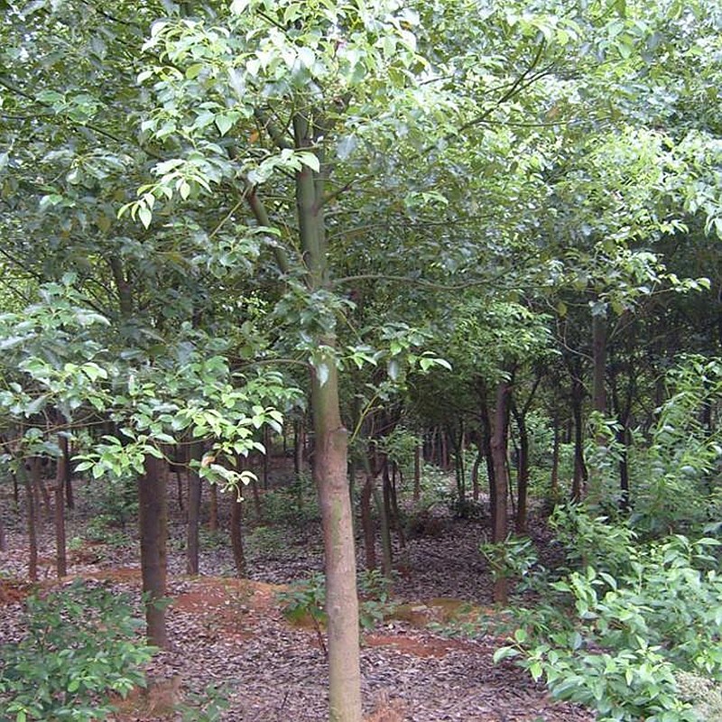 中梦大叶香樟树四季常青植物香樟树苗绿化苗木 香樟树地径10公分1棵