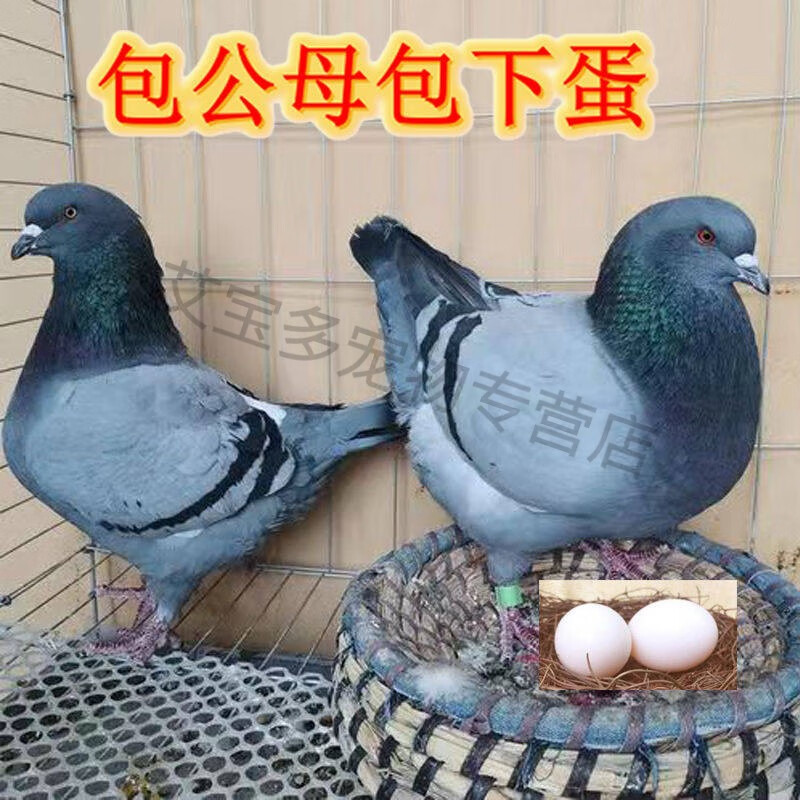 纯种落地王鸽子活物一对瓦灰种鸽特大型鸽子活体肉鸽观赏鸽现货 瓦灰大体落地王（包下蛋） 青年一公一母高性价比高么？