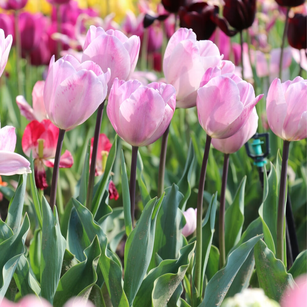 左家花園5個郁金香5度球現(xiàn)貨進口種球庭院陽臺盆栽花卉新手易養(yǎng) 【5度球】浴缸5球 周長12+cm