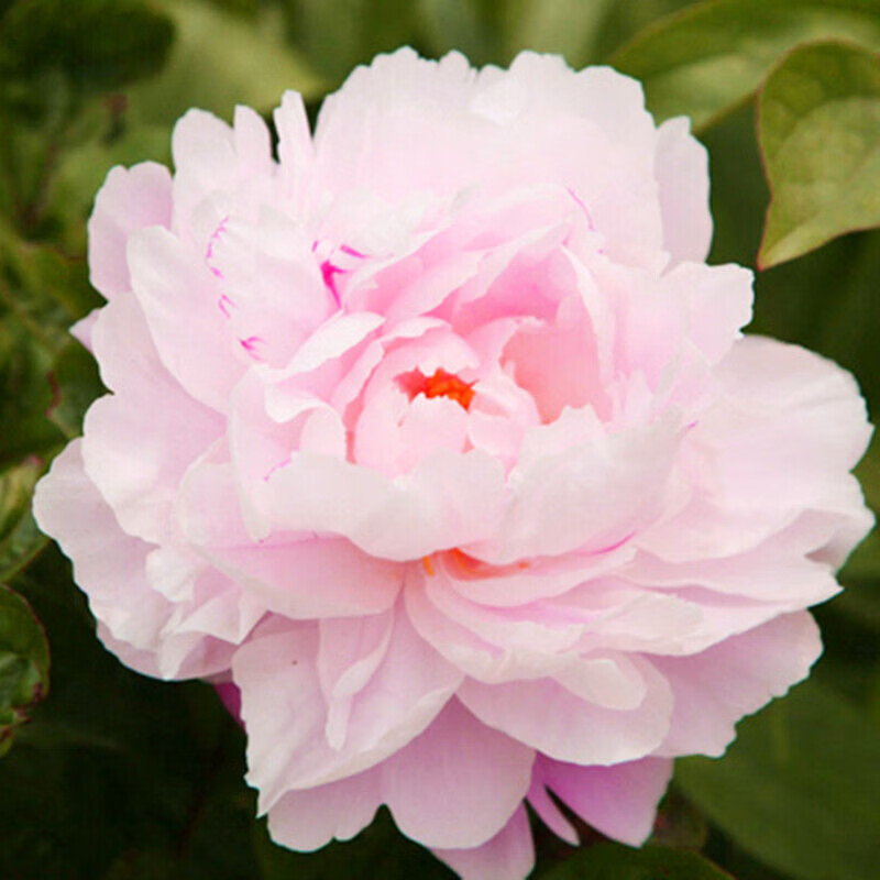 芍药根块 带芽芍药种根重瓣芍药花当年开花芍药花苗牡丹苗盆栽绿植