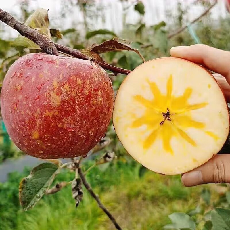 鲸咚亿农盐源冰糖心丑苹果四川大凉山糖心丑苹果脆甜新鲜水果年货礼盒 9.5-10斤大果精选带箱净重8.6斤