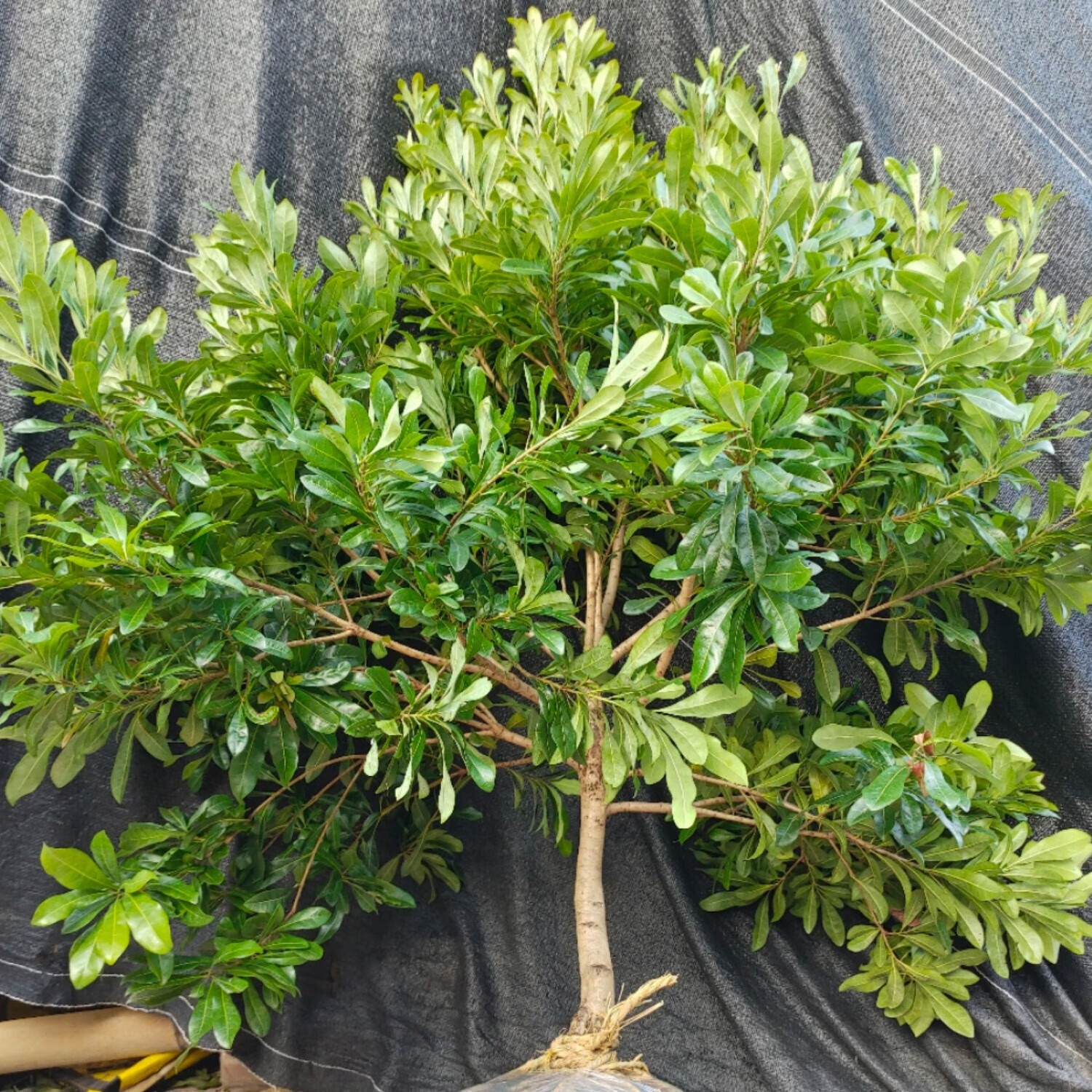 花卉绿正宗嫁接东魁黑炭杨梅树苗 杨梅