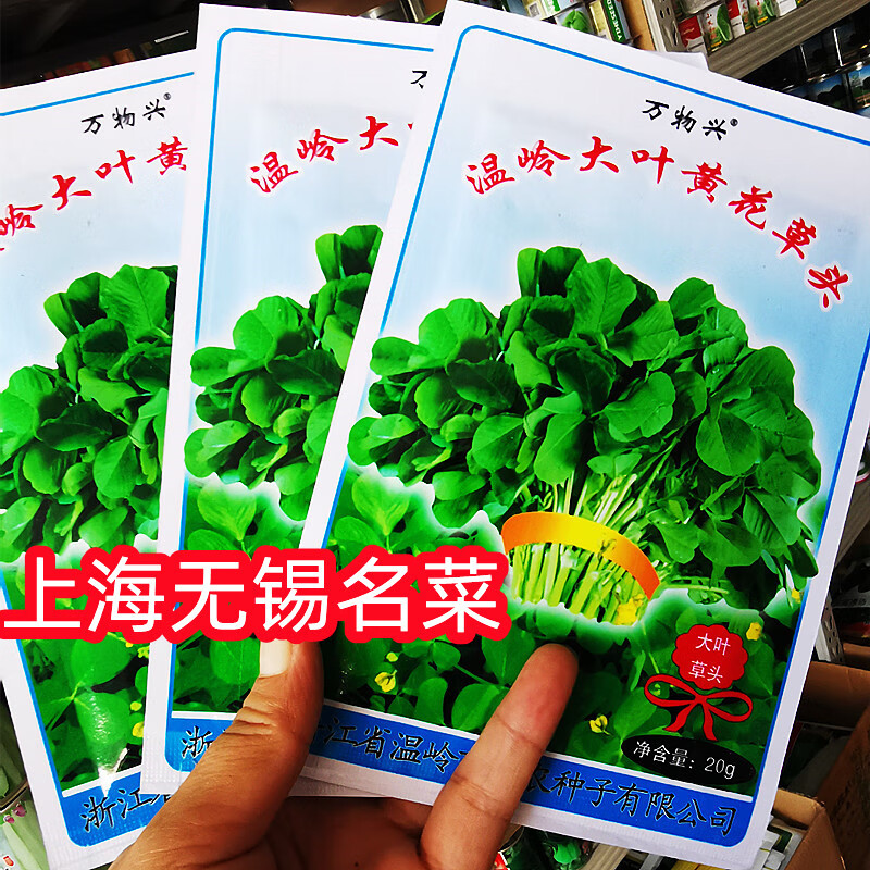 花嫁衣金花菜种子上海草头种子大叶黄花草头种菜籽三叶草秋季播菜种孑