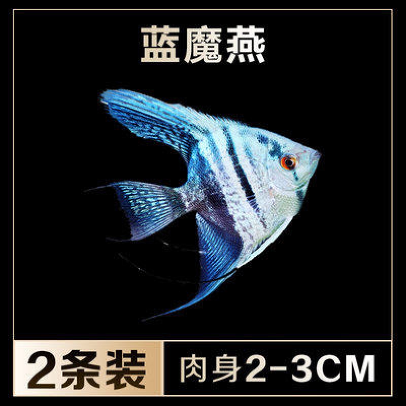 神仙鱼集合燕鱼秘鲁伊莎贝尔燕鱼蓝魔鬼热带鱼活体观赏鱼包活水财神