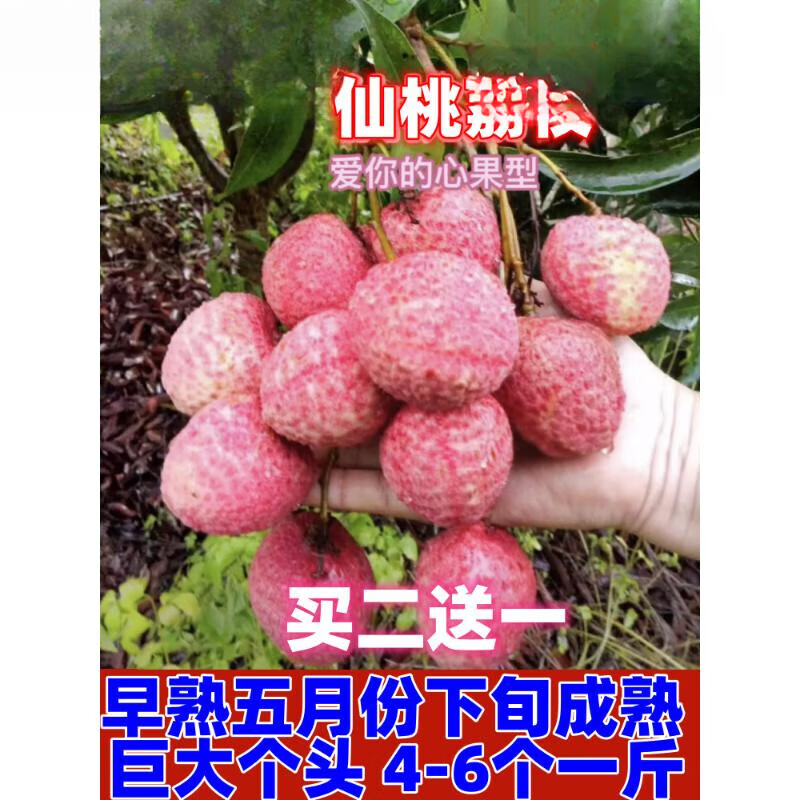 姒桀新品种巨美人苗 冰荔 桂味糯米糍无核嫁接树苗苗 仙桃荔枝2年苗