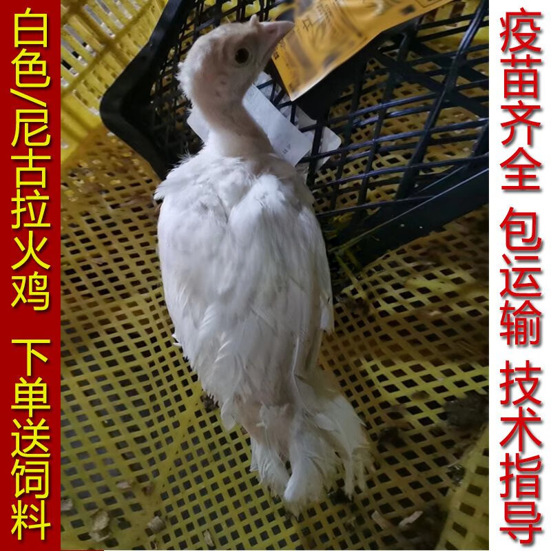 纯种贝蒂娜活体一斤火鸡苗幼苗 火鸡活体 5-6两白色尼古拉2只(1公1母)