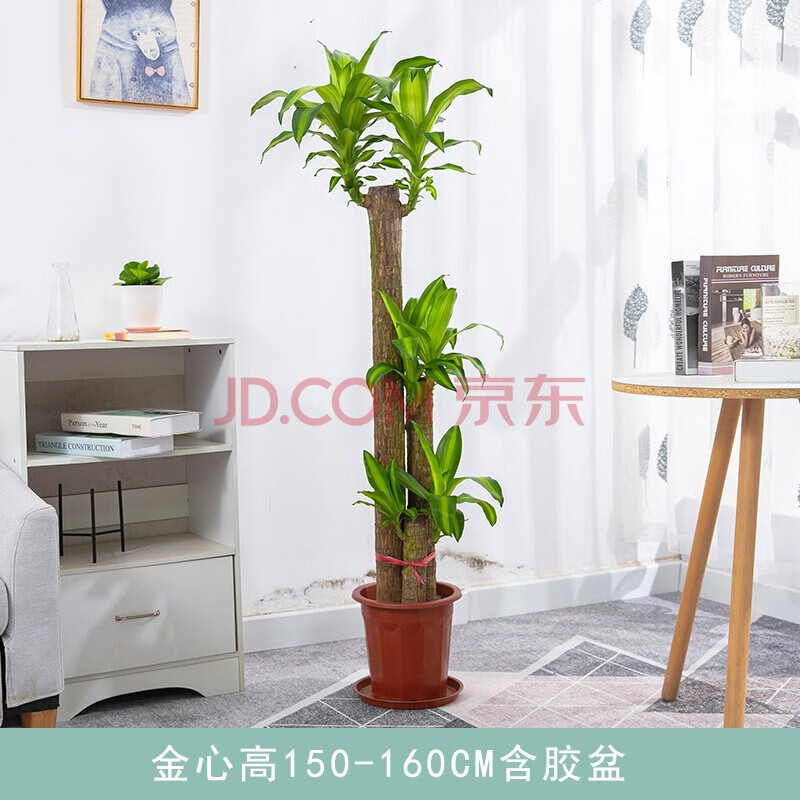 欲静巴西木盆栽金心巴西铁树盆景室内办公室家居大型植物 红色 标准