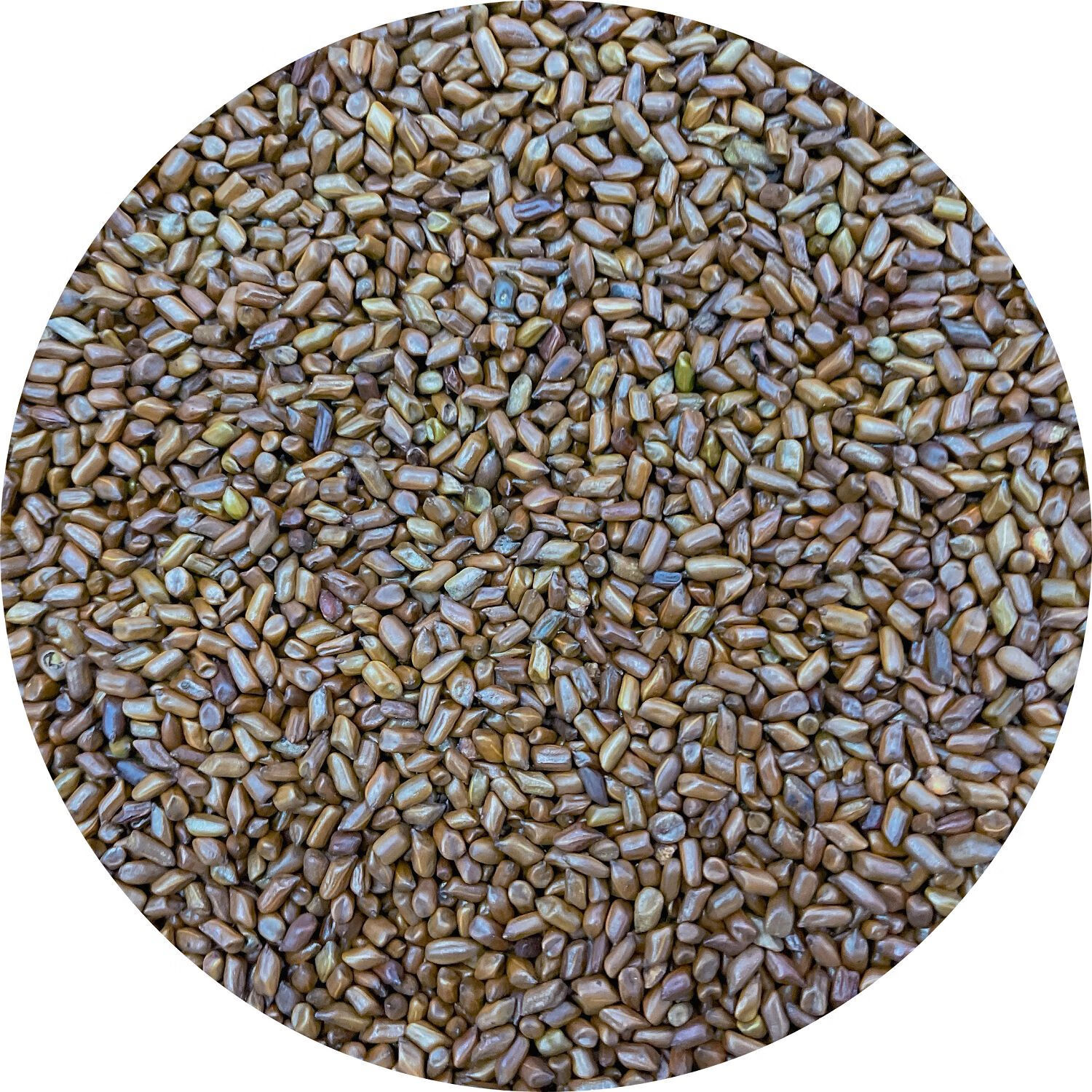 【厂家直发】决明子大儿童玩具沙填充物花茶熟决明子散装批 熟决明子(茶用500克