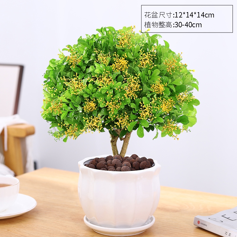 京东花卉价格走势怎么看|花卉价格走势