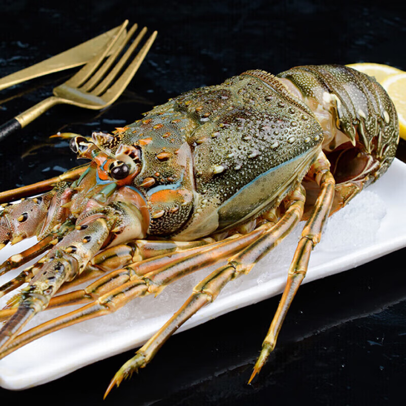 鲜乐季小青龙虾新鲜小青龙生鲜大龙虾仔海鲜水产 青龙仔250-300g/只 1