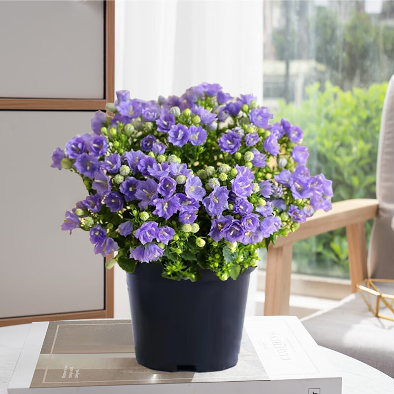舞姿舞姿丹麦风铃花盆栽花卉植物鲜花四季开花重瓣梦露紫风铃草易活
