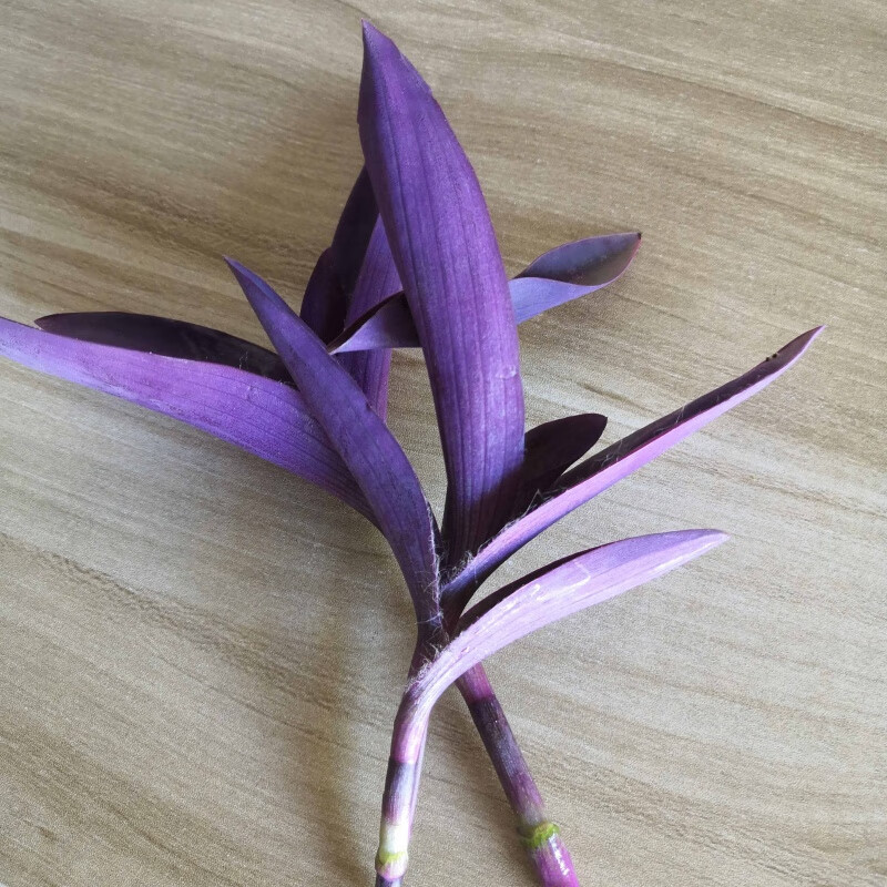 紫罗兰盆栽鸭跖草吊兰垂吊紫叶草室内阳台花园净化空气紫竹梅紫花