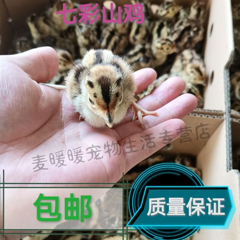 鸡苗】相关京东优惠商品排行榜(24) - 价格图片品牌优惠券- 虎窝购