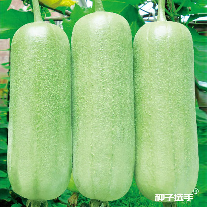 农之子 白丝瓜种子大全白玉白关湖南南方新品苗奶油 密多收白丝瓜种子