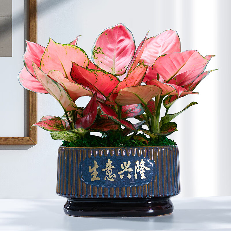 幼薇如意皇后花盆栽吉利红万年红盆景办公客厅室内花卉绿植植物 吉利