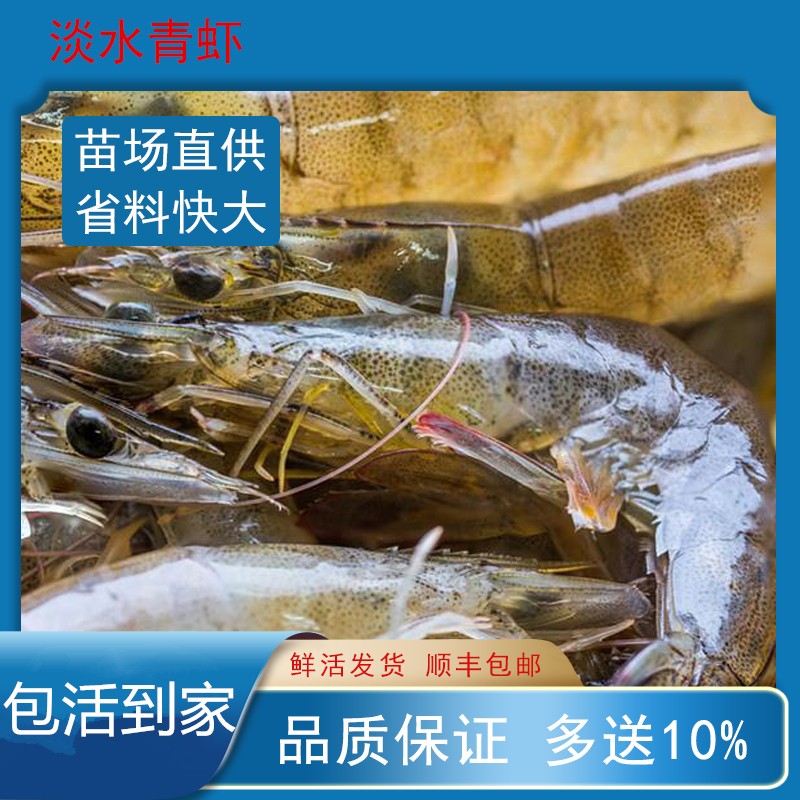 淡水青虾苗 河虾 养殖批发  沼虾 幼苗 淡水好养耐活