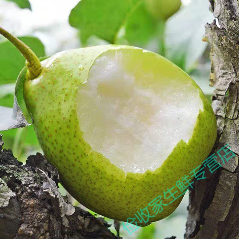 河北青鸭梨当季新鲜现摘水果脆甜天津鸭梨3/5/10斤 5斤中大果实惠装