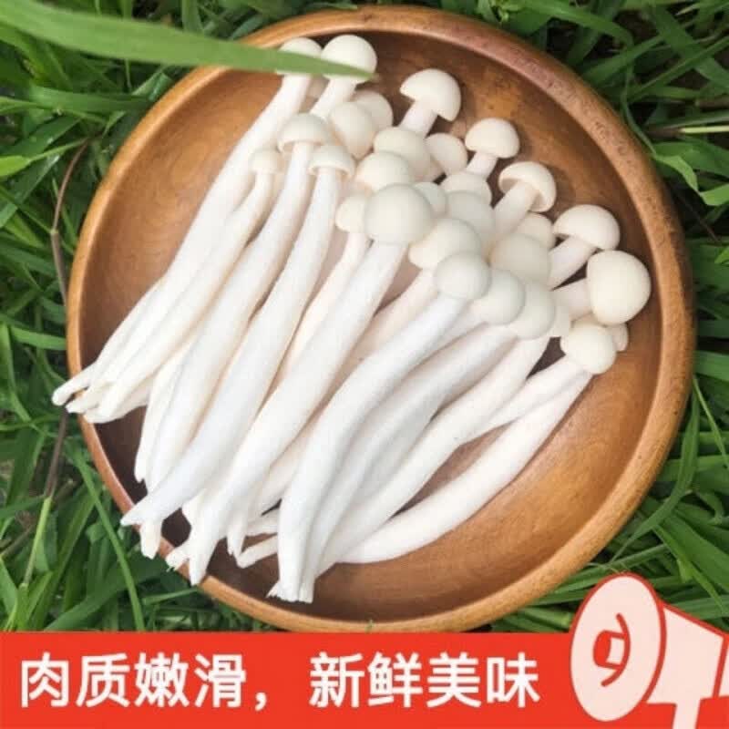 果理新鲜海鲜菇食用菌菇白玉菇3斤装生鲜