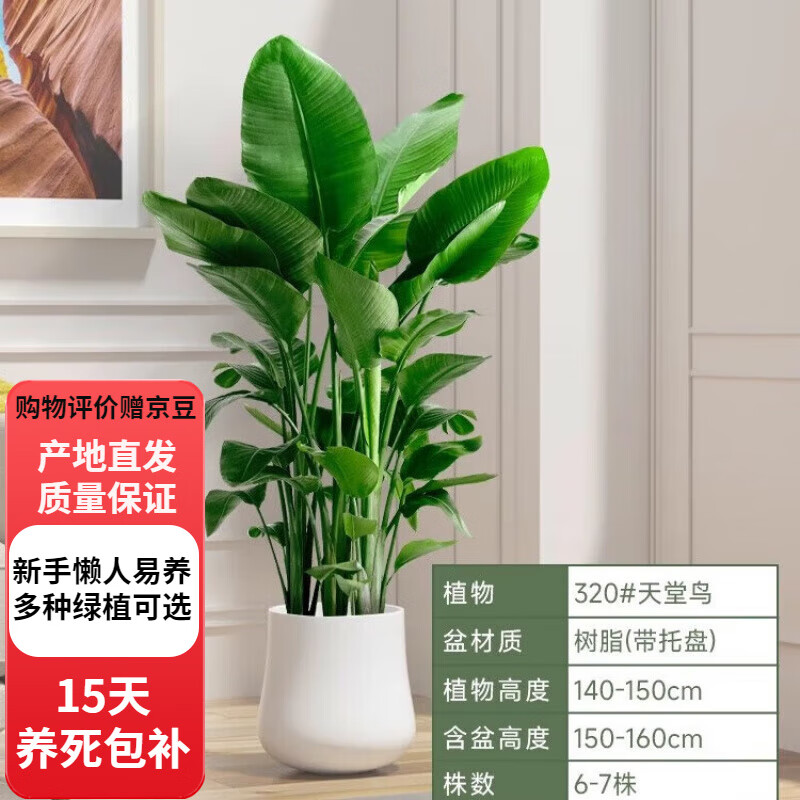 歐芽  天堂鳥盆栽室內(nèi)客廳大型綠植辦公室大葉植物花卉鶴望蘭新房 天堂鳥1.4-1.5米【米白聚福盆】