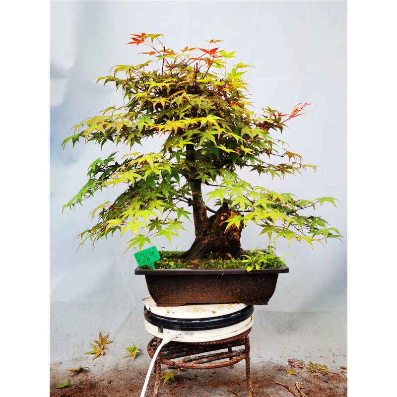 mojy红枫出猩猩精品老桩盆景枫树日枫 269号出猩猩老桩盆景 带盆栽好