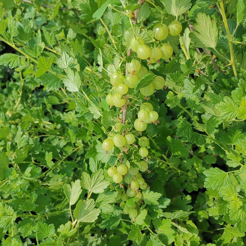 采缇(caiti) 辽宁灯笼果 当季醋栗酸梅 绿酸子粒刺果酸钉子刺梨酸掉渣