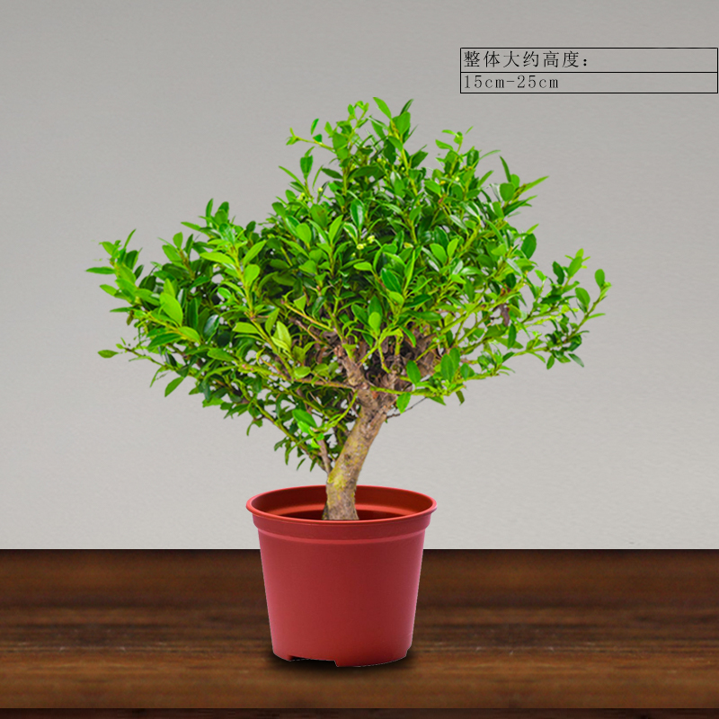 小叶冬青盆景养护(小叶冬青树图片 盆景)