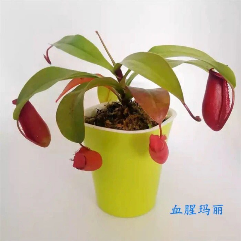 精品绿植 巨夹捕蝇草盆栽猪笼草食虫草植物食人花驱蚊草植物瓶子草中大苗 161 0评论 131元 30元券 严选款 捕蝇草盆栽巨型食人花 猪笼草驱蚊草夏季食虫植物室内花卉绿植好养 血腥玛丽 一盆懒人盆 小苗 不建议 85 84 0评论 50 84元 35元券 精品绿植 巨夹捕蝇草盆栽猪笼草食虫草植物食人花驱蚊草植物瓶子草中大苗 161 0评论 131元 30元券 严选款 捕蝇草盆栽巨型食人花 猪笼草驱蚊草夏季食虫植物室内花卉绿植好养 血腥玛丽 一盆懒人盆 小苗 不建议 85 84 0评论 50 84元 35元券