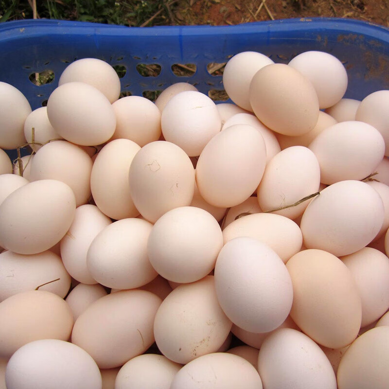 图片[2] - 怎么样？固伦天原农家土鸡蛋初生蛋，新鲜现捡，单枚40±5g，好不好？ - 淘实惠