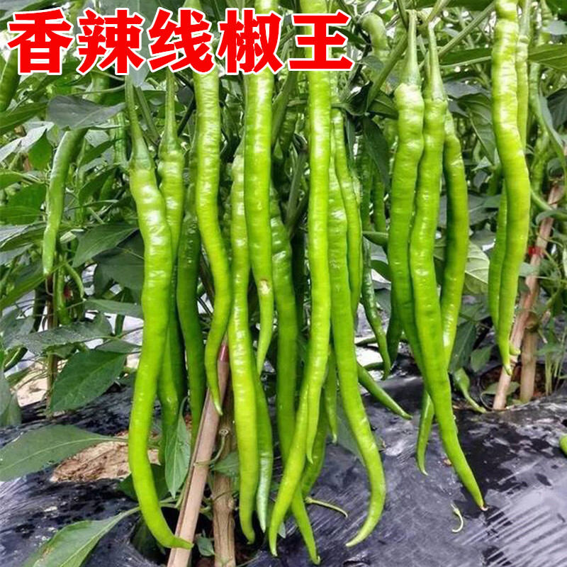 线椒种子高产辣椒种籽尖椒青红两用薄皮软皮高产顺直香辣线王 香辣线