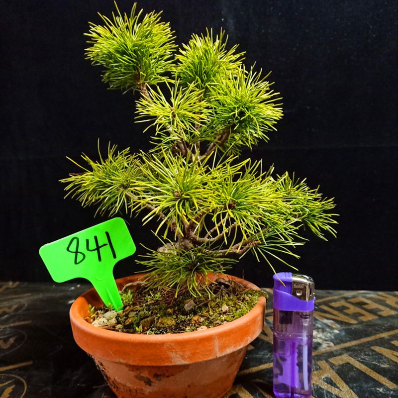 那须娘 瑞祥大阪松雪月花 那须 吾妻五针松 黑松老庄盆栽 绿植寸稍