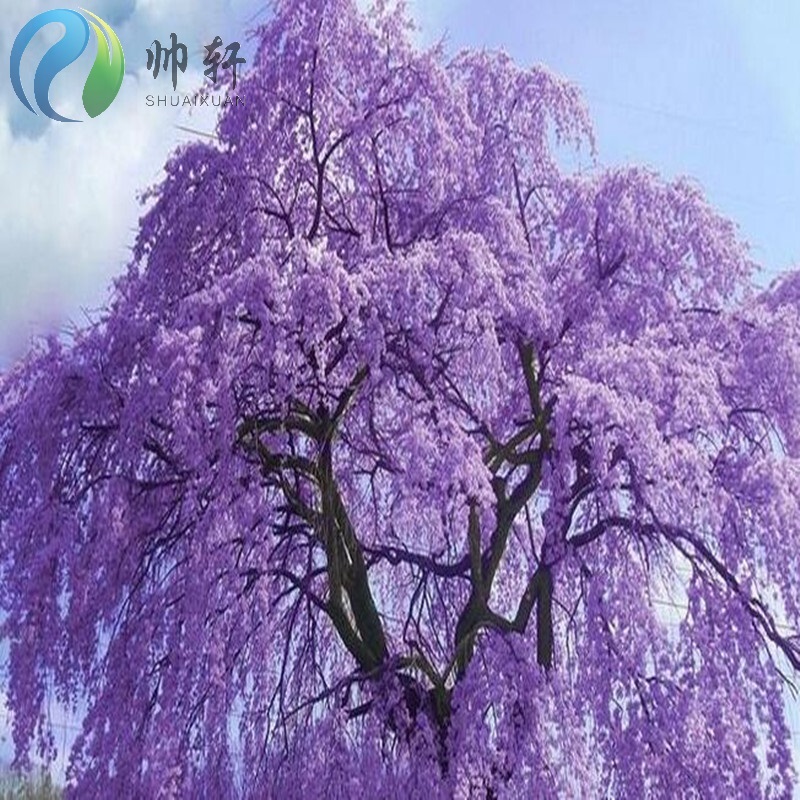 今年新货蓝花楹种子 紫红花楹籽 凤凰木树种子 紫花楹