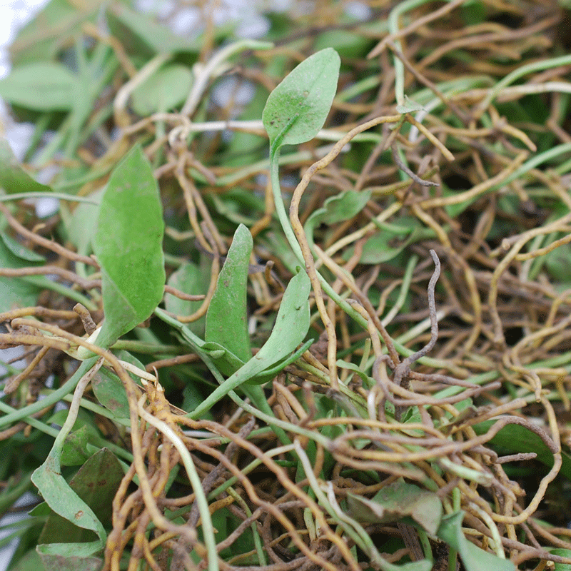虎钢馋味巴哥贵州新鲜一支箭带根现采草蛇吐须蛇咬子青藤瓶尔小草中草