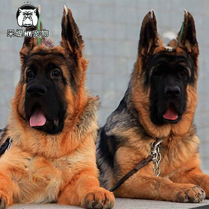 采缇(caiti) 德牧幼犬德国牧羊犬幼犬活体纯种狼狗警犬幼崽锤系黑背犬