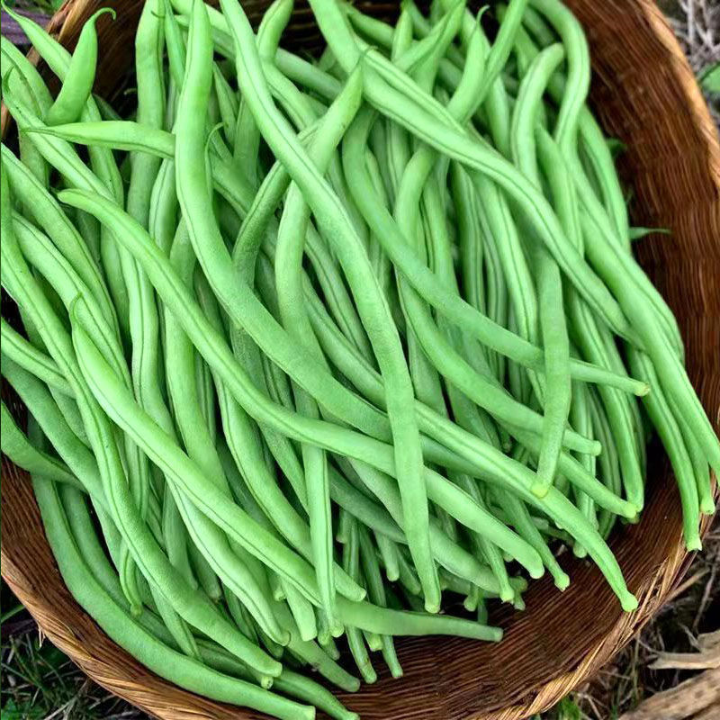 云南新鲜现摘无筋豆3斤5斤 青豆架豆王无筋豆龙豆角新鲜当季时令蔬菜