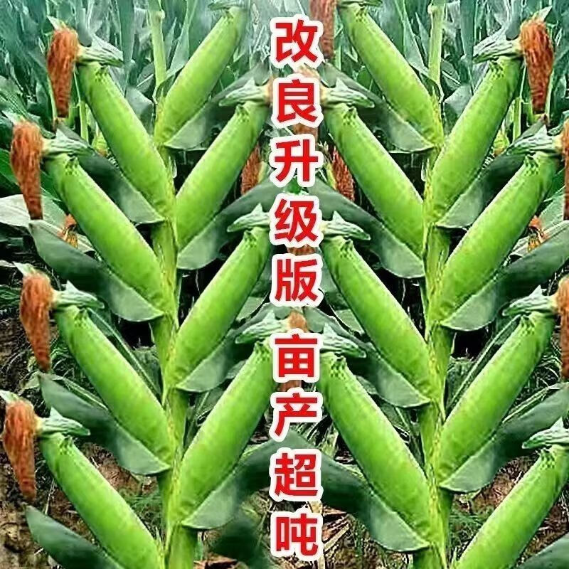 朵芮蜜双胞胎特大棒丰产包谷矮杆紫杆细轴玉米种子国审双棒王抗病抗