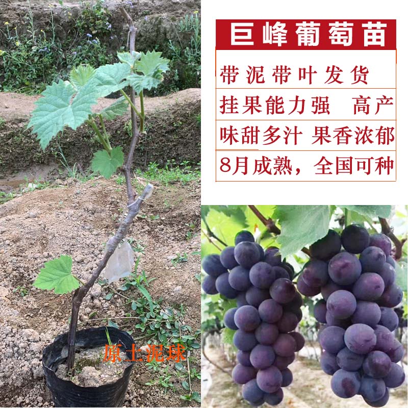 巨峰葡萄苗1棵 带土带叶 40cm(含)-50cm(不含)