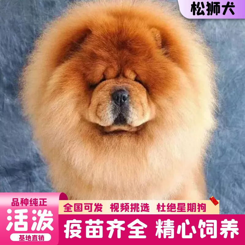 迈乐佳(maleejia)【视频选 狗】纯种松狮成年犬松狮犬活体 松狮幼犬