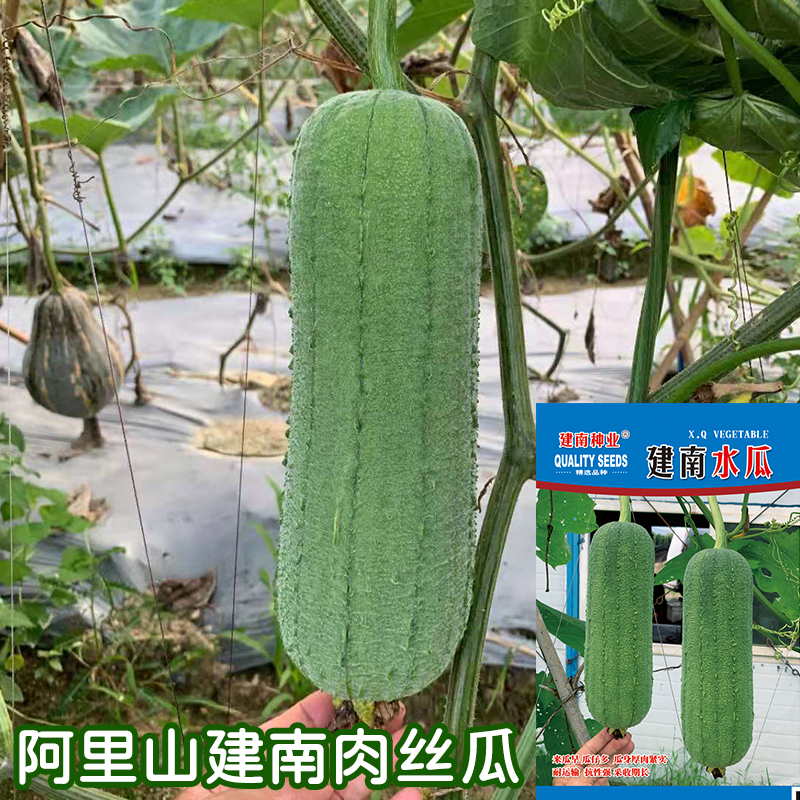 进口阿里山甜肉水瓜种子短棒特大高产早熟肉丝瓜种籽子蔬菜种孑 阿里
