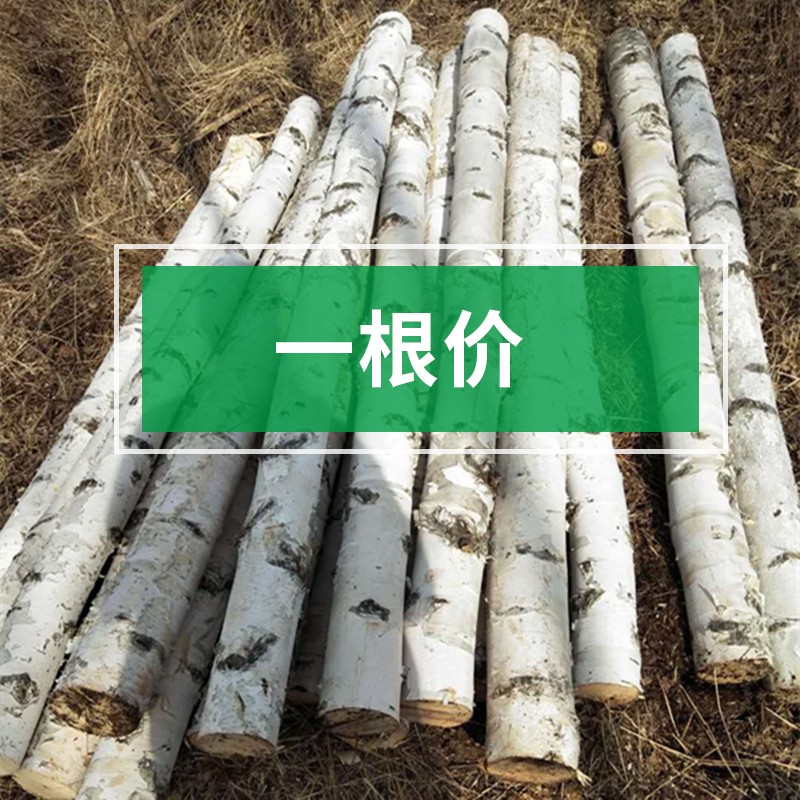 白桦木树干艺术装饰白树干白杨树白桦树隔断玄关婚庆道具干支树桩 20