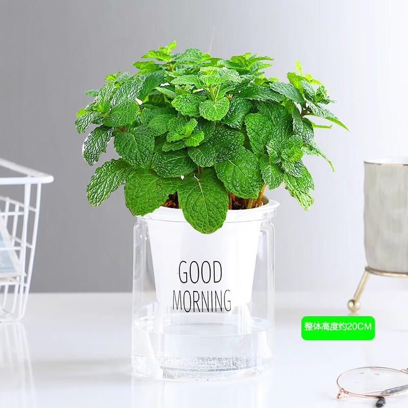 中夢薄荷盆栽葉苗室內(nèi)驅(qū)蚊草迷迭香檸檬水培植物辦公室花卉綠植 中盆薄荷(早安自動吸水盆)