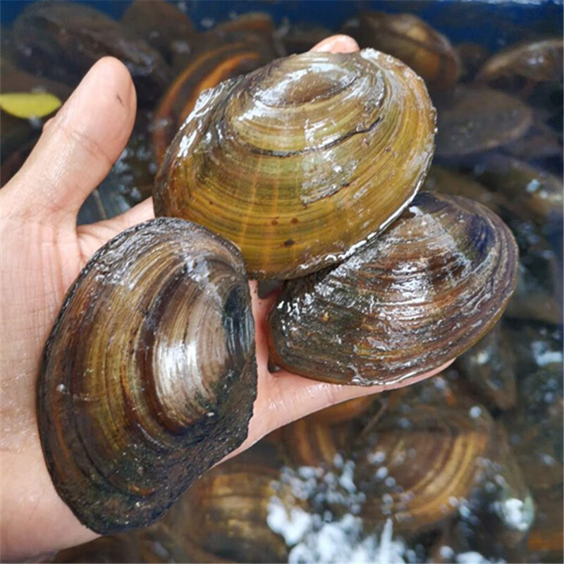 河蚌淡水鲜活 野生食用河蚌水产可观赏河蚌活体河蚌苗5斤 9-12厘米5只