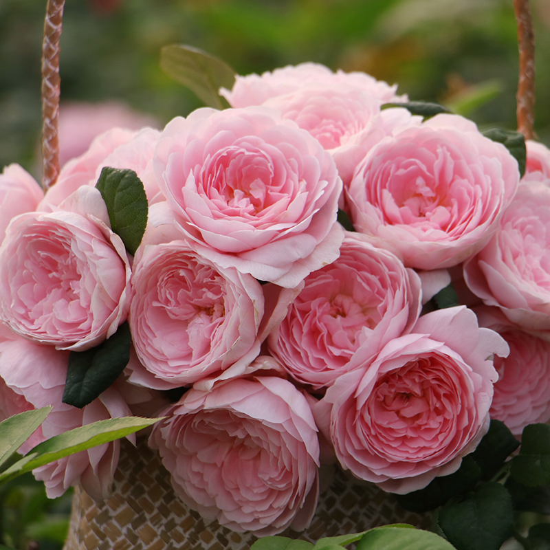 澜爬藤月季花苗大花欧月四季开花浓香爬藤植物绿植盆栽花卉 瑞典女王