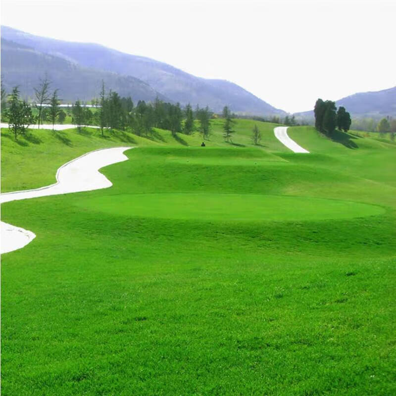 低矮 高尔夫球场别墅庭院绿化四季常青草坪子 [进口匍匐剪股颖]/1斤