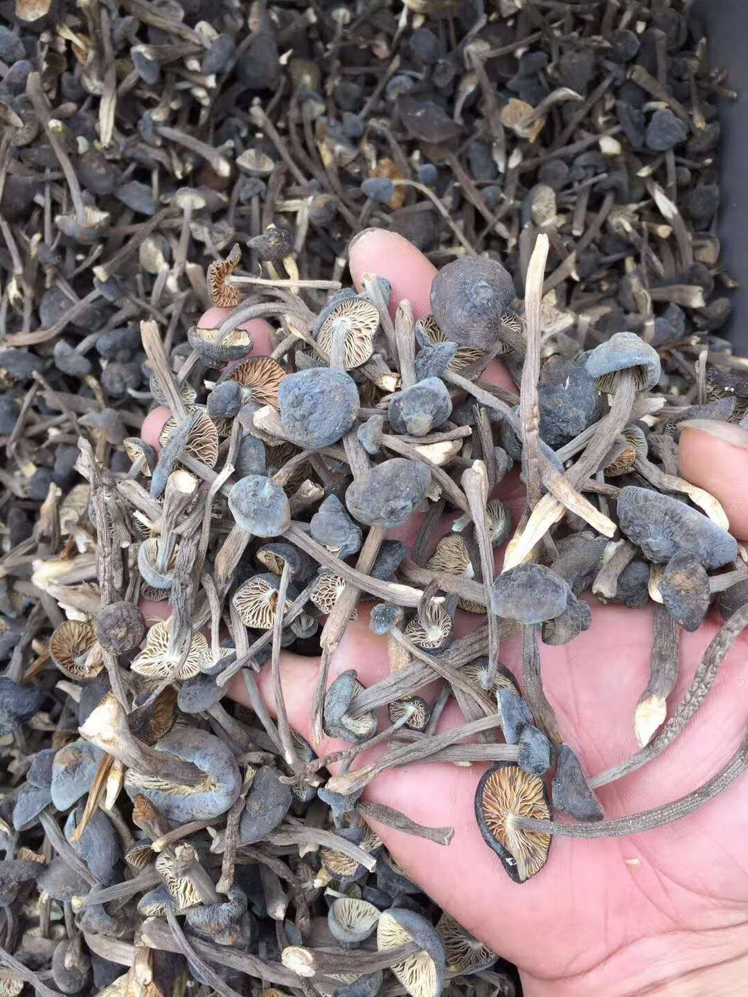 奴风黑皮鸡枞菌干货500g新货云南特产新鲜食用菌菇煲汤料香蘑菇 500g