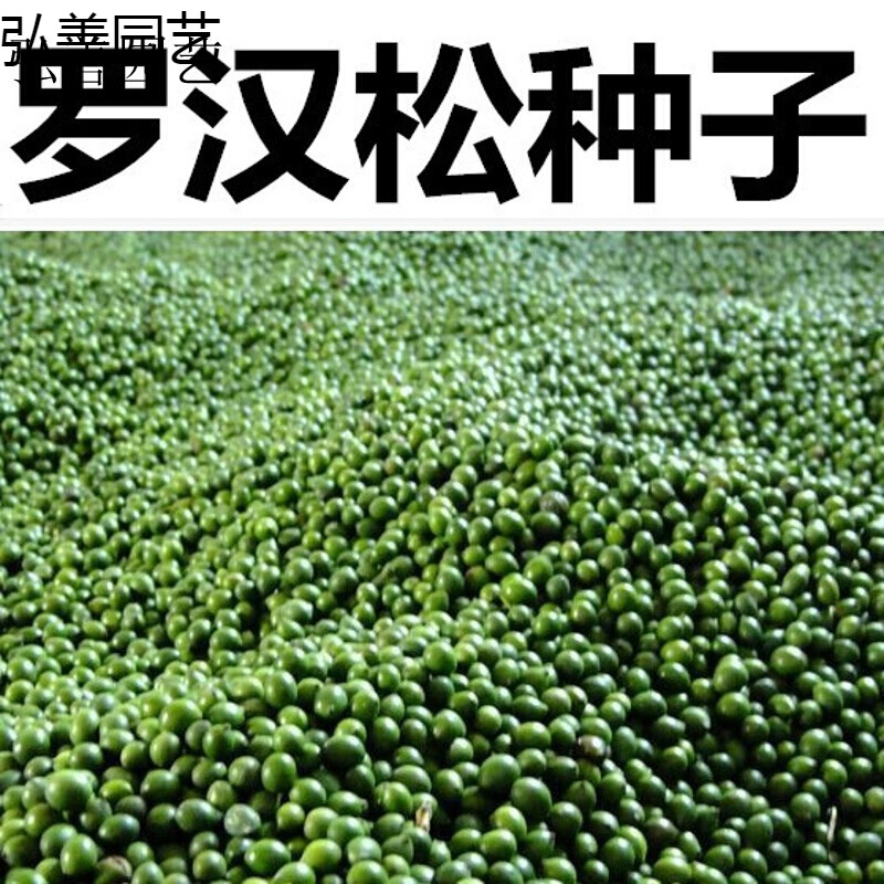 元冬新采罗汉松种子 松树种子 罗汉松种子一斤