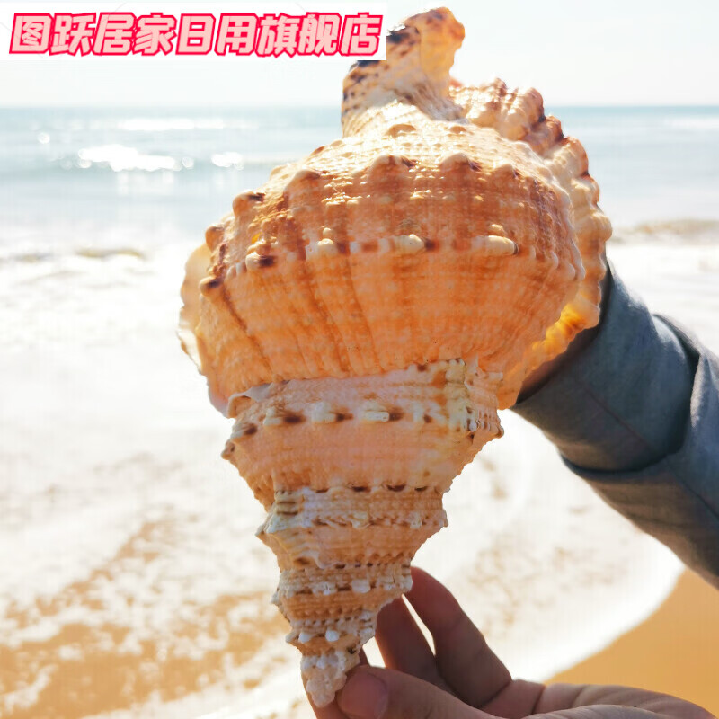 abdt天然超大真海螺贝壳摆件工艺品鱼缸造景海的声音特大号角可吹 15