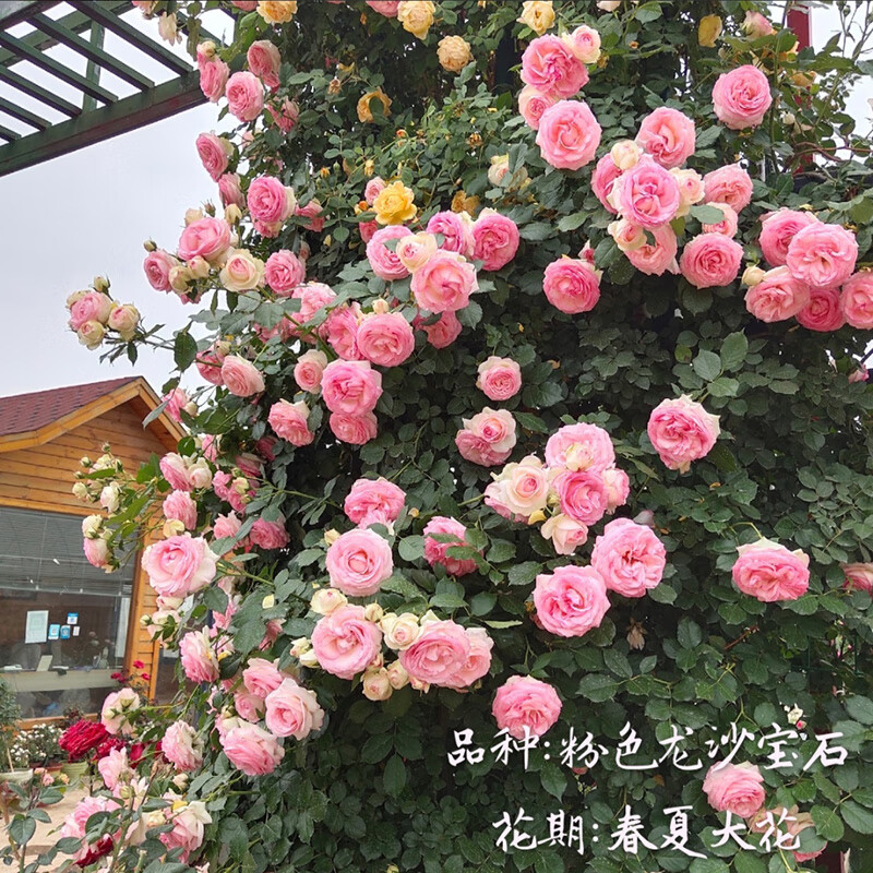 爬藤蔷薇大苗拱门花墙庭院植物阳台盆栽开花 粉色龙沙宝石【大苗】 不
