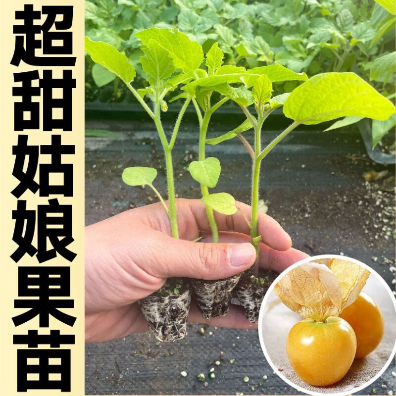 苗武云特甜大果黄姑娘果苗秧带土发货正宗金菇娘果种子春秋盆栽南北方